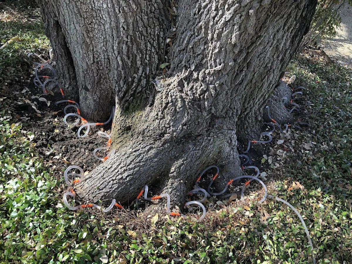 Detailed Tree Cabling and Bracing job site in Costa Mesa